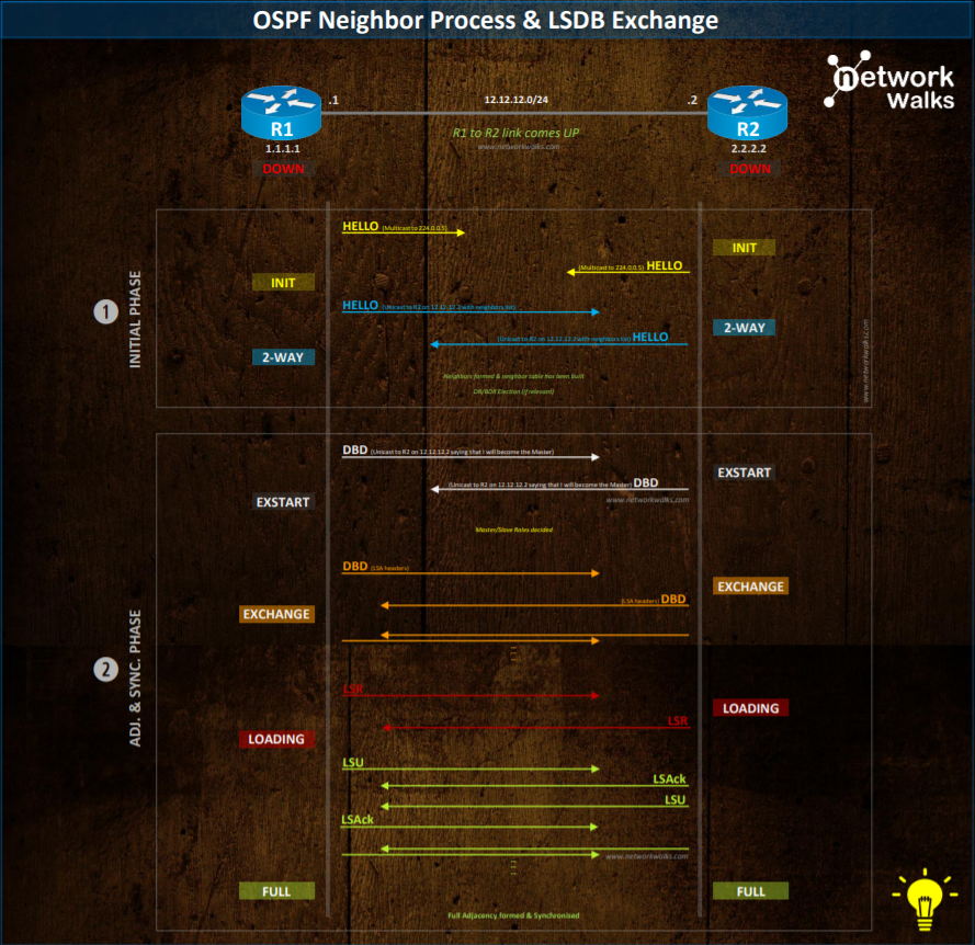 OSPF Neighbor types LSDB exchange process